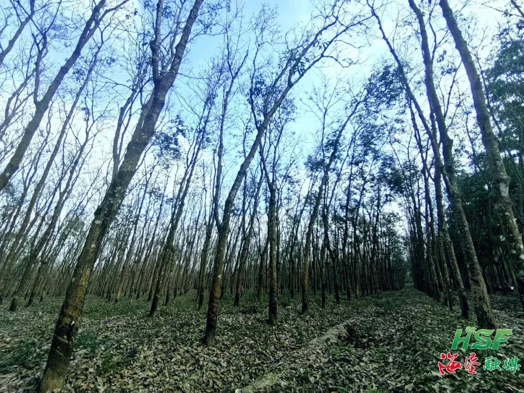 1742265869621035481.jpg 1742265869621035481.jpg